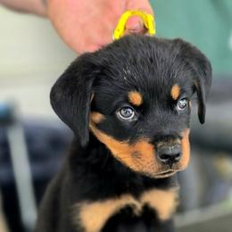 Aron male - Black and mahogany male Rottweiler puppy in Live Oak, Florida from K&R RANCH KENNELS