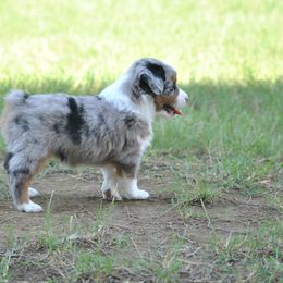 Miniature American Shepherd and Toy Australian Shepherd Puppies from Roeboat Aussies