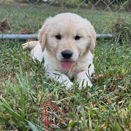 Dozer - Golden male Golden Retriever puppy in Ringgold, Georgia from Southern Belle's Puppies