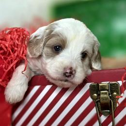 Snowflake - Parti female Goldendoodle puppy in Eugene, Oregon from Oregon's Legendary Goldendoodles