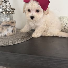 Brie - White female Maltipoo puppy in Fredericktown, Missouri from Doodle Pups Fur-Ever
