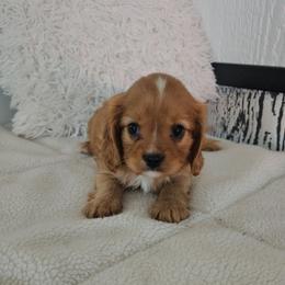 Rowan - Ruby male Cavalier King Charles Spaniel puppy in Decatur, Illinois from Petite Pups