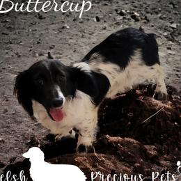 Buttercup - Dachshund