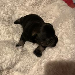 Girl 2 - Salt and pepper female Miniature Schnauzer puppy in Osseo, Michigan from Kathy's Mini Schnazuers