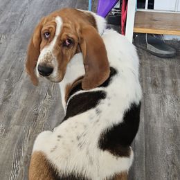 Flash - Basset Hound