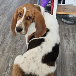 Flash - Basset Hound
