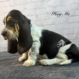 Hug Me - Black white and brown male Basset Hound puppy in Dingess, West Virginia from Tuckers' Howling Hounds