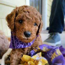 Goldendoodle Puppies from BasilBella’s Doodles