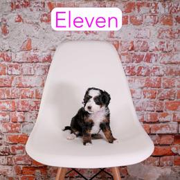 Eleven - Tri-color female Bernedoodle puppy in Calhoun, Georgia from Happy Top Doodles