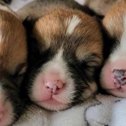 Gravy - White and red male Pembroke Welsh Corgi puppy in Williams, California from Half Hitch Corgis