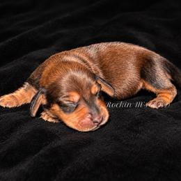 Mary - Red female Dachshund puppy in Ceres, California from Rockin' M’s LilBitty Dachshunds (LBD)