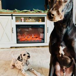 Dalmatian and Shih Tzu Puppies from Mountain Pass Barn