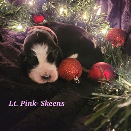 English Springer Spaniel Puppies from 31 Pines Springers & Retrievers