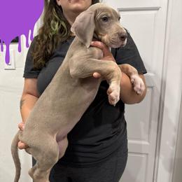 Myrtle Wilson - Silver female Great Dane puppy in Florida from Beachside Kennels