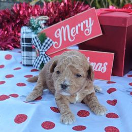 Snookums - Red male Cavapoo puppy in Dallas, Texas from Halo's Heroes Doodles