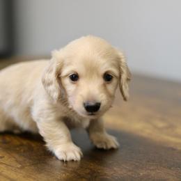 Maverick - Cream male Dachshund puppy in Alto, Texas from Prima Dachshunds