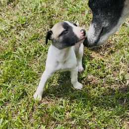 Ack - White and blue fawn male Whippet puppy in London, Kentucky from Tigger’s Whippets