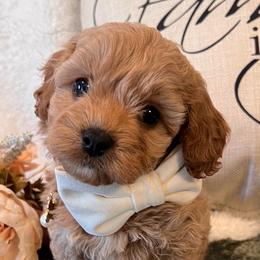 Laurent James - Adult 12-16 lbs - male Cavapoochon puppy in Fairmont, West Virginia from Family Raised Heirloom Companions