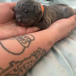 Orange - Gray brindle female Cane Corso puppy in Laplace, Louisiana from Tou Tru kennel