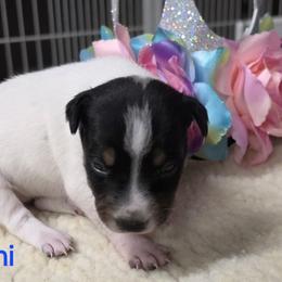 Toni - White black and tan female Rat Terrier puppy in Divide, Colorado from Outlaw Farm and Kennel