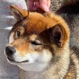 Special K ( Keech jr) - Shiba Inu