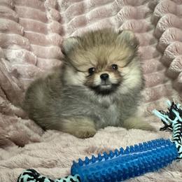 Bebe - Orange sable female Pomeranian puppy in Waterloo, Indiana from Garcias Pomeranian