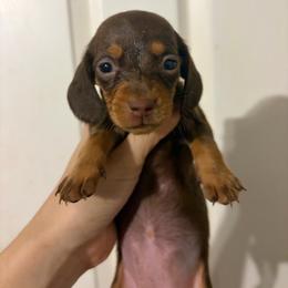 Amy - Chocolate and tan female Dachshund puppy in Conroe, Texas from Dots Dachshunds