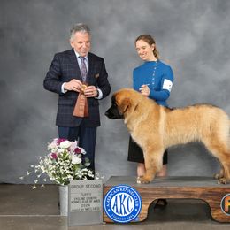 Leonberger Puppies from Lionsview Chalet