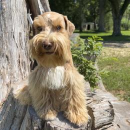 Hansel - Miniature Schnauzer