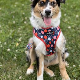 Australian Shepherd Puppies from Brick Church Aussies