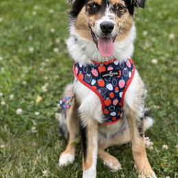 Australian Shepherd Puppies from Brick Church Aussies