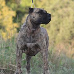 Sophie - Perro de Presa Canario