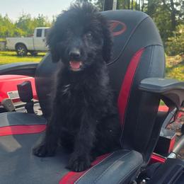 Cherry - Black phantom female Aussiedoodle puppy in Wilkinsville, South Carolina from Feather Branch Farm and Kennel