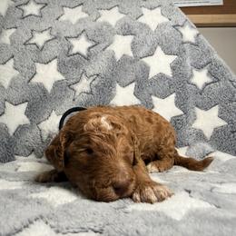 Simba - Black Band Boy - Apricot male Poodle puppy in Plainfield, New Jersey from Caris Paws Poodles and Labradoodles