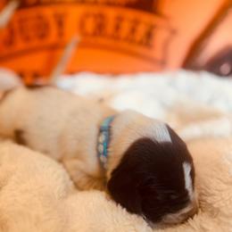 Blue - Liver roan male German Shorthaired Pointer puppy in Ozark, Alabama from Judy Creek GSP's