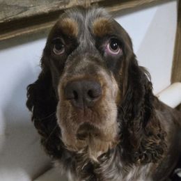 Olive - English Springer Spaniel