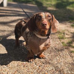 Rocky - Dachshund