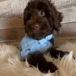 Sunny - Chocolate male Goldendoodle puppy in Decatur, Texas from Scherrer Sweet Goldendoodles