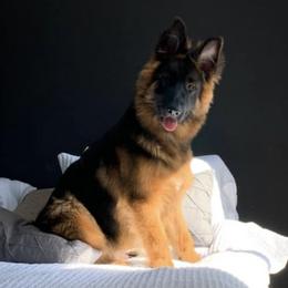 German Shepherds from TriBach German Shepherds
