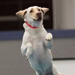 Labrador Retrievers from Sue Calvert's Labrador Retrievers
