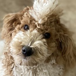 Cavapoos, Goldendoodles, and Poodles from Desert Valley Doodles