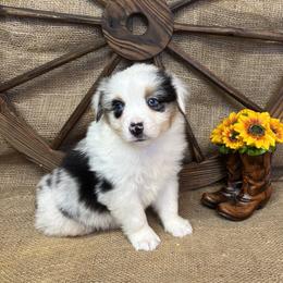 Alder - Blue merle male Miniature American Shepherd puppy in Cowlitz County, Washington from Pleasant Woods Miniature American Shepherds