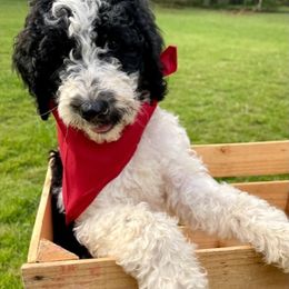 Goldendoodle and Poodle Puppies from SnickerDoodlePups