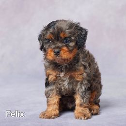 Felix - Merle male Cavapoo puppy in Apple Creek, Ohio from Grandeur Valley Puppies