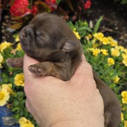 Chocolate boy tan points - Chocolate and tan male Shih Tzu puppy in Vinita, Oklahoma from Locust Creek Shih Tzu & Havanese