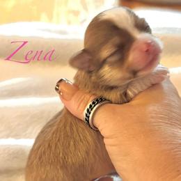 Zena - Chocolate sabled fawn female Chihuahua puppy in South Charleston, Ohio from Fine Whines & Lickers