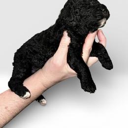 Purple collar - Black female Goldendoodle puppy in Sanderson, Florida from Serenity Goldendoodles