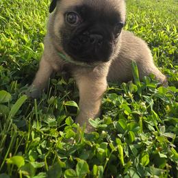 Boy 2 green - Fawn male Pug puppy in Bainbridge, Ohio from Snuggle Pugs
