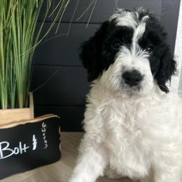 Bolt - Brown and white male Aussiedoodle puppy in Eastland, Texas from H5 Mini Doodles