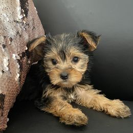 Yorkshire Terriers from Tiffany's Puppies